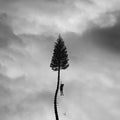 A Black Mile To The Surface [LP] - Manchester Orchestra