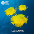 Cardume Cardume