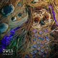 Owls Rare Birds