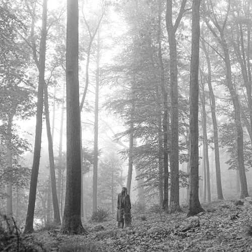 Taylor Swift folklore ("in the trees" edition)